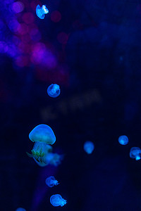 水族馆海洋馆海洋动物鱼类蓝色水母深海鱼
