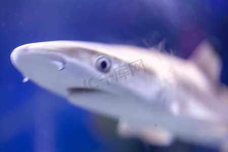 水族馆海洋馆海洋动物鱼类海洋生物水产深海鱼