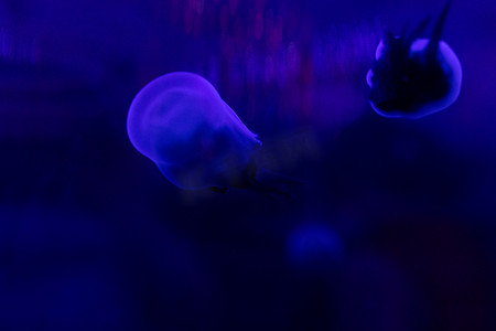 海洋鱼群摄影照片_水族馆海洋动物鱼类蓝色水母群海洋生物