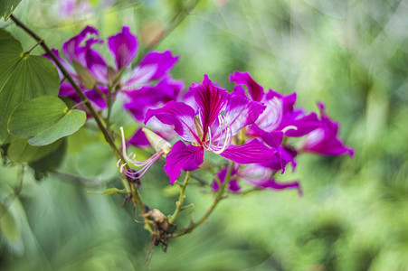 鲜花紫荆花特写实拍图