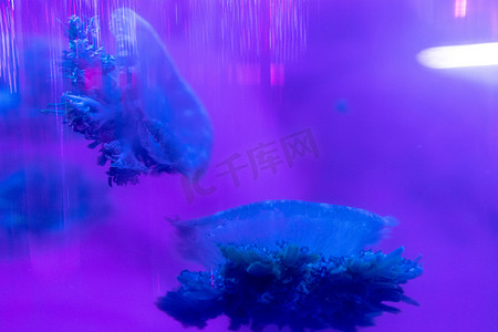 深海鱼摄影照片_水族馆海洋动物鱼类蓝色水母海洋生物图片