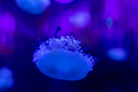 水母共生摄影照片_水族馆海洋馆海洋动物鱼类蓝色水母海洋生物图片