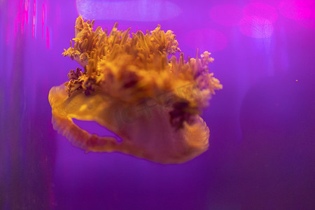 水族馆海洋动物鱼类水母海洋生物图片