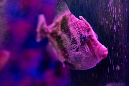水产底纹摄影照片_水族馆海洋动物鱼类水产深海鱼