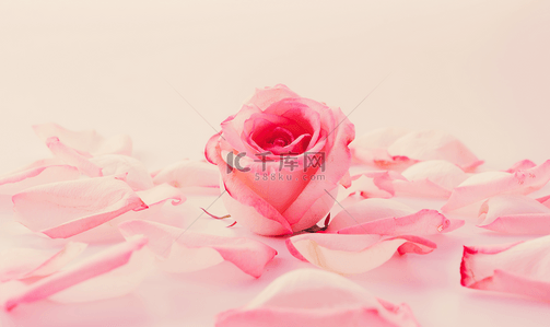 粉色玫瑰花唯美简约情人节背景