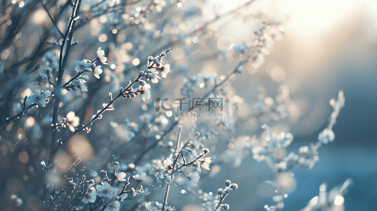 图片冬季背景图片_早春植物盛开的花朵图片1