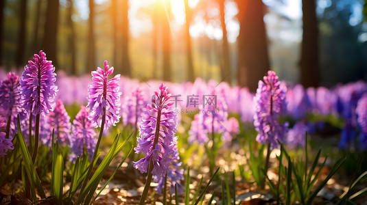 春天阳光明媚花朵盛开背景图片