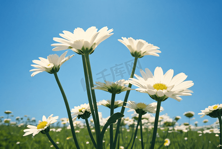 春季阳光下的雏菊摄影照片5