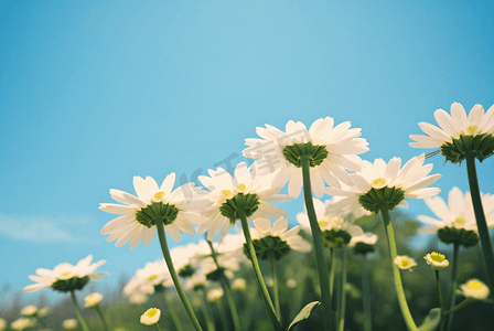简约春季新品摄影照片_春季阳光下的雏菊摄影配图0