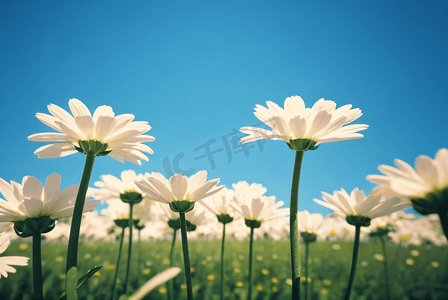 春季阳光下的雏菊摄影照片8