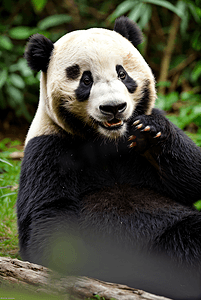 中国国宝大熊猫摄影图片6
