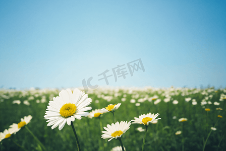 简约春季新品摄影照片_春季阳光下的雏菊摄影图0