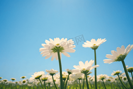 简约春季新品摄影照片_春季阳光下的雏菊摄影图片1