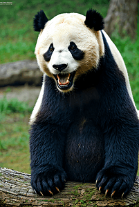 中国国宝大熊猫摄影照片2