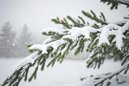 树枝积雪高清摄影图2