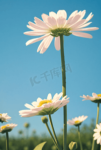 春天盛开的清新小雏菊摄影图9