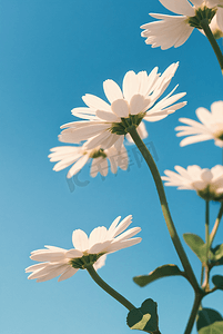 小花朵雏菊摄影照片_阳光下盛开的清新小雏菊摄影图片5