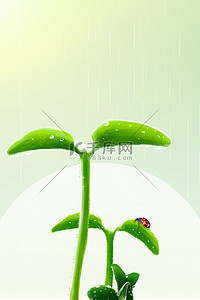 11星瓢虫背景图片_绿色小清新惊蛰雨天下雨发芽春季春天背景