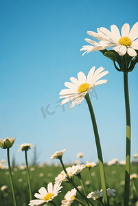 阳光下盛开的清新小雏菊摄影照片5
