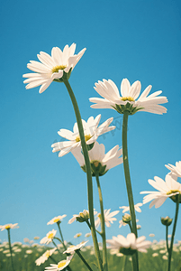 阳光雏菊摄影照片_春日里阳光下盛开的雏菊摄影照片3
