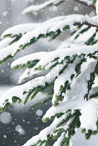 积雪松树树枝摄影图2