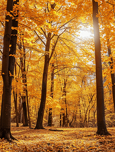 阳光照耀下的金色秋天美丽的森林树木