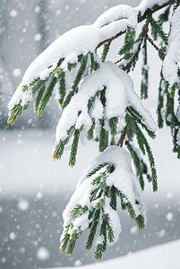 冬天积雪松树树枝摄影配图2