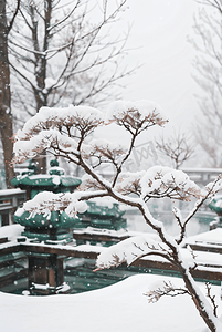 梅花摄影照片_寒冷冬季中式庭院景观图7照片