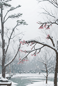 中式庭院厚厚积雪摄影照片6