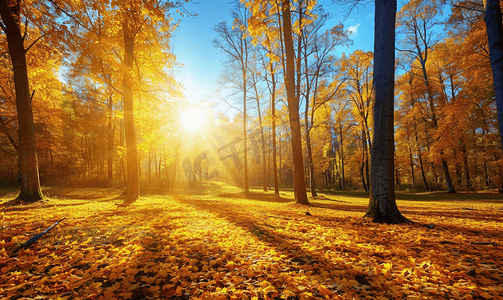 行人水墨摄影照片_阳光照耀下的金色秋天美丽的森林树木