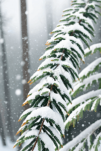 下雪白天树枝上的积雪摄影配图