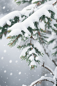 冬季嫩绿色的松枝上面积着厚厚的雪图片3