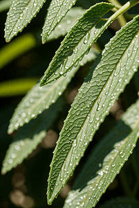 绿色树叶露珠露水实拍特写摄影配图