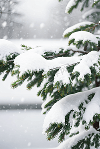 冬天积雪松树树枝摄影图6