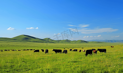 内蒙古大草原天然牧场