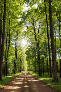 阳光透过树林自然风光摄影配图