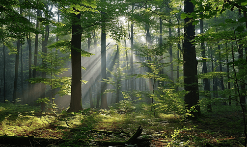自然风景在森林的早晨