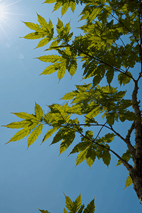 茂盛的树叶摄影照片_春天茂盛的绿树摄影图2