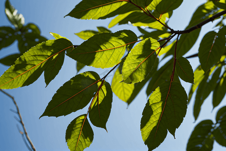 蓝天下的绿树树叶摄影图片6