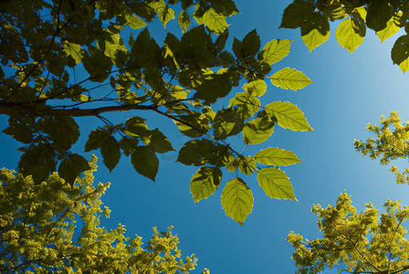 蓝天下的绿树树叶摄影配图0