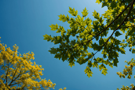 蓝天绿叶摄影照片_蓝天下的绿树树叶摄影照片1