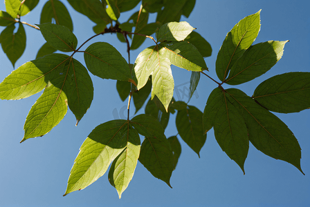 蓝天下的绿树树叶摄影配图3