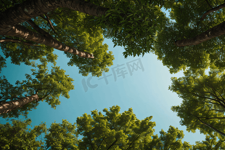 大树摄影摄影照片_茂密的绿树仰拍摄影图0