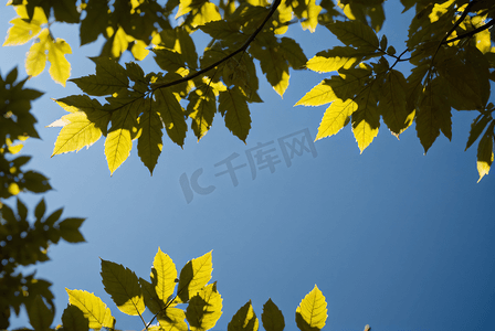 蓝天下的绿树树叶摄影照片3