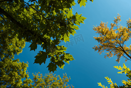 蓝天下的绿树树叶摄影照片8