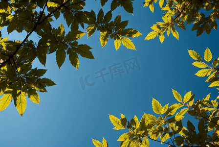 蓝天下的绿树树叶摄影图片4