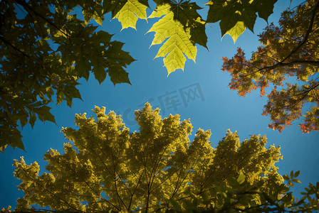 蓝天下的绿树树叶摄影图片2