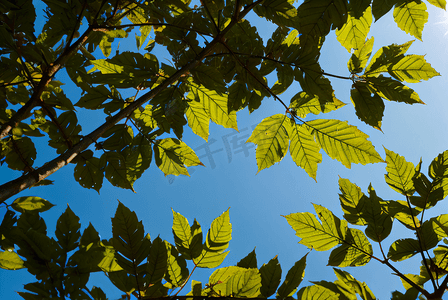 蓝天下的绿树树叶摄影配图2