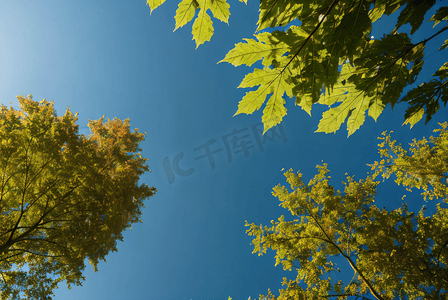 蓝天下的绿树树叶摄影照片7