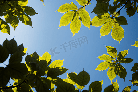蓝天下的绿树树叶摄影图9
